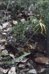 Caladenia longiclavata