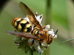 Xanthocampsomeris hesterae