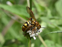 Xanthocampsomeris hesterae