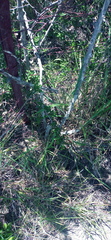 Asparagus multiflorus