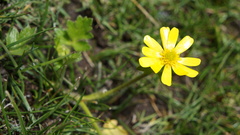 Ranunculus praemorsus