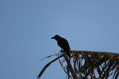 Corvus splendens
