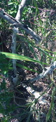 Asparagus multiflorus