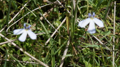 Eleocharis albibracteata