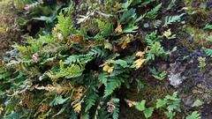 Pleopeltis pycnocarpa