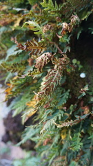 Pleopeltis pycnocarpa