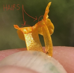 Amsinckia lycopsoides