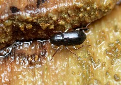 Elmidae