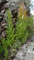 Siphocampylus tupaeformis