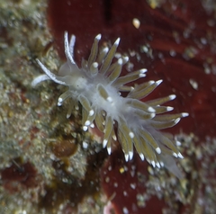 Cuthonella cocoachroma