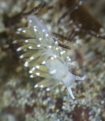 Cuthonella cocoachroma