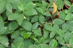 Monocostus uniflorus