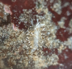 Cuthonella cocoachroma