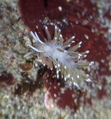 Cuthonella cocoachroma