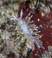 Cuthonella cocoachroma