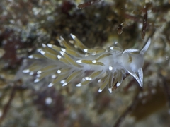 Cuthonella cocoachroma