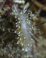 Cuthonella cocoachroma