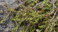 Galium corymbosum
