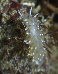 Cuthonella cocoachroma