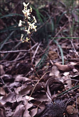 Stylidium crossocephalum