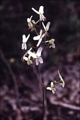 Stylidium crossocephalum