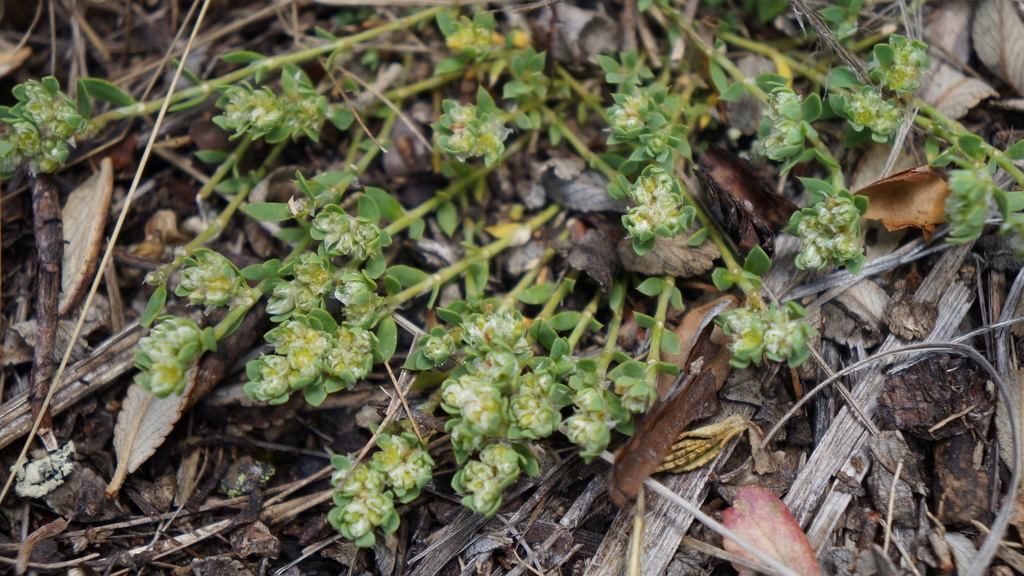 Paronychia mandoniana