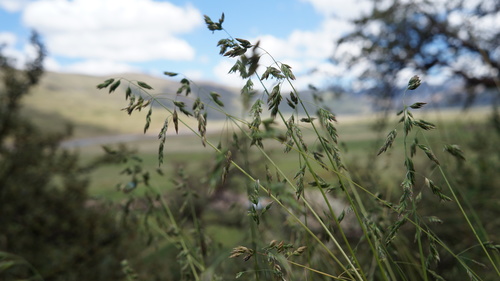 Poa kurtzii