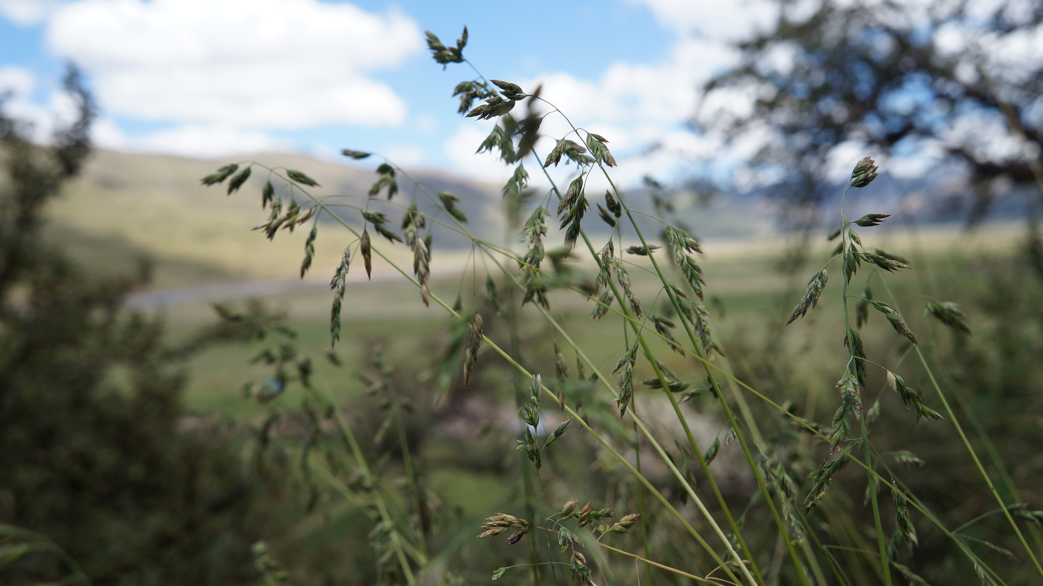 Poa kurtzii