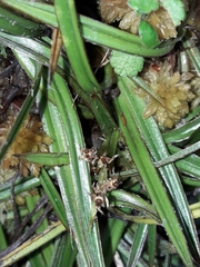 Astelia linearis