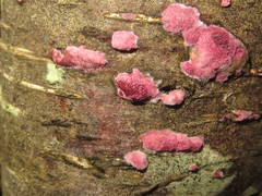 Byssomerulius psittacinus