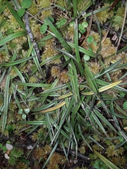 Astelia linearis