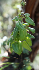 Salpichroa hirsuta