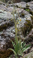 Hieracium microcephalum
