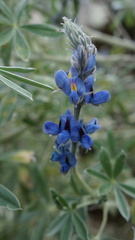 Lupinus chlorolepis