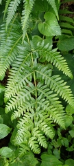 Pseudophegopteris subaurita