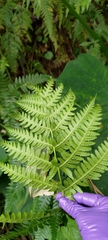 Pseudophegopteris subaurita
