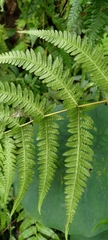 Pseudophegopteris subaurita