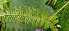 Pseudophegopteris subaurita
