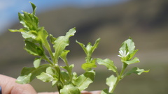 Stellaria weddellii