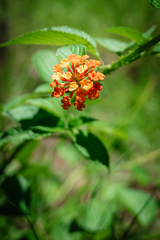 Lantana camara
