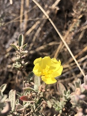 Crocanthemum glomeratum