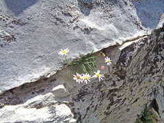 Erigeron arenarioides