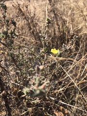 Crocanthemum glomeratum