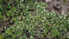 Plagiobothrys humilis