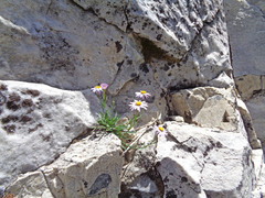 Erigeron arenarioides