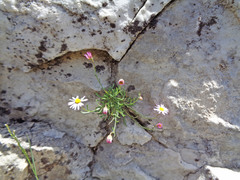 Erigeron arenarioides