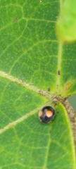 Cryptogonus orbiculus