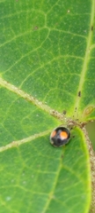 Cryptogonus orbiculus