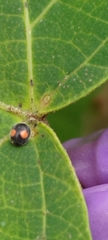Cryptogonus orbiculus