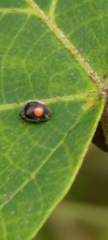 Cryptogonus orbiculus